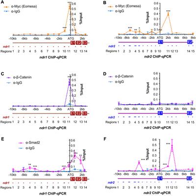 Regulatory factor identification for nodal genes in zebrafish by causal inference